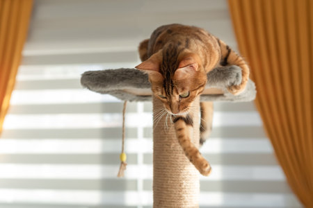 A domestic cat plays on the top of a scratching post. Furniture for cats. selective focus.の写真素材