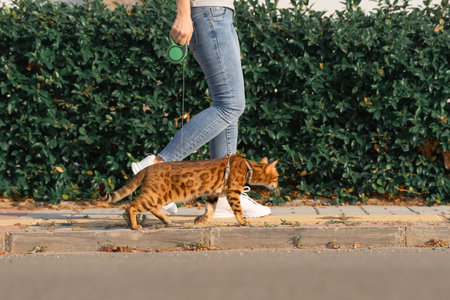 A domestic cat, along with a girl, walks along the sidewalk along the road. Pet and its owner on a walk. side view.の写真素材