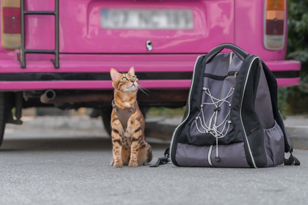 A domestic cat sits next to a cat carrier backpack in front of a pink van. Traveling with a pet.の写真素材