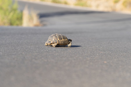 A turtle moves along an asphalt country road. Land wild turtle.の写真素材