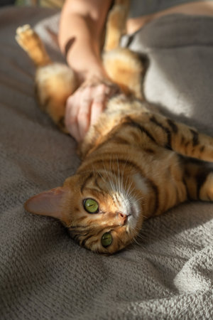 Bengal cat lies in bed with its owner. The cat lies on its back. The girl strokes the cat's belly.