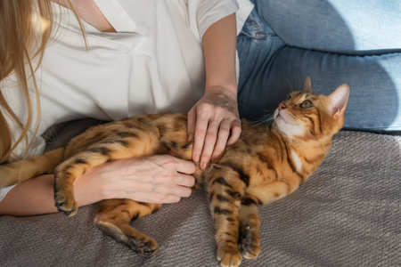 A domestic Bengal cat lies next to its owner and looks at her.の写真素材