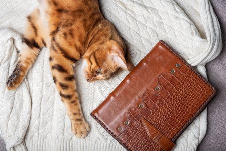 Ginger cat lying on a white sweater with a leather-bound diary. view from above.の写真素材