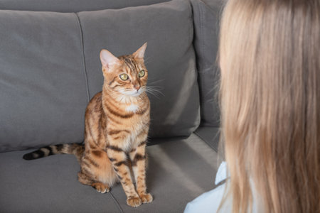 A domestic cat sits on a sofa and looks at its owner. Girl and cat look into each other's eyesの写真素材