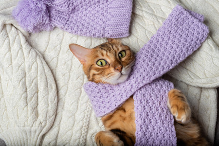 A Bengal cat with a dressed scarf lies on a sweater.の写真素材