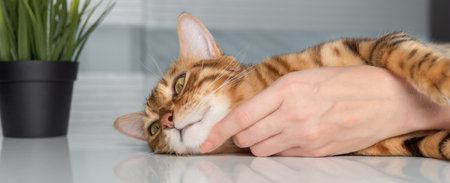 A woman's hand caresses a domestic Bengal cat.