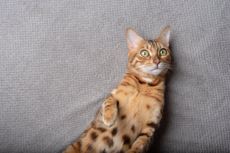 Bengal domestic cat relaxing on a plaid. view from above.の写真素材