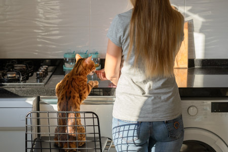 A young woman gives a treat to a domestic cat at a table in the kitchen.の写真素材