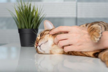 A woman's hand caresses a domestic Bengal cat.の写真素材