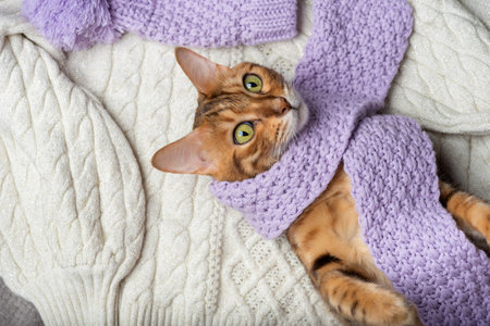 A Bengal cat with a dressed scarf lies on a sweater.の写真素材