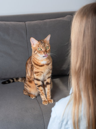 A domestic cat sits on the couch, licking its lips, looking at its owner. The girl and the cat look into each other's eyes.の写真素材