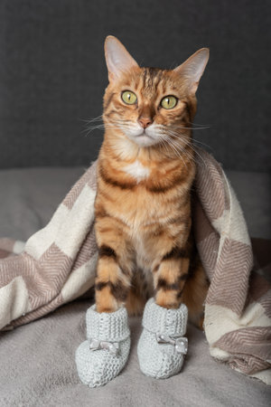 A domestic cat in knitted booties on its paws sits covered with a blanket.の写真素材