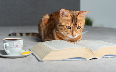 A domestic cat lies on the bed and reads a book, next to it is a cup of hot tea with a slice of lemon.の写真素材