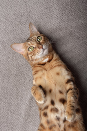 Bengal domestic cat relaxing on a plaid. view from above.の写真素材