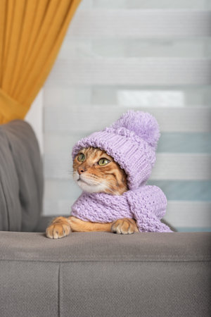 Domestic red cat in a knitted hat and scarf.の写真素材