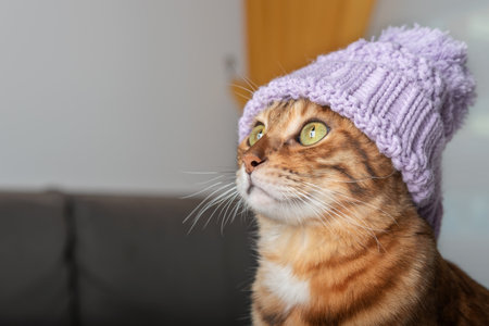 Domestic cat in a warm knitted hat.の写真素材