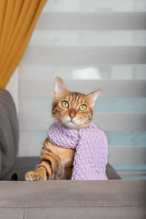 Bengal domestic cat with a knitted warm scarf.の写真素材