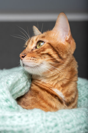 The domestic cat lies on the bed, wrapped in a sweater.の写真素材