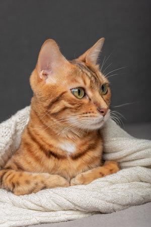 The domestic cat lies on the bed, wrapped in a sweater.の写真素材