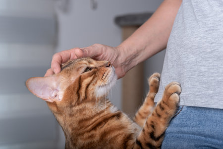 The domestic cat leaned on the hostess with its front paws. The owner caresses the cat.の写真素材