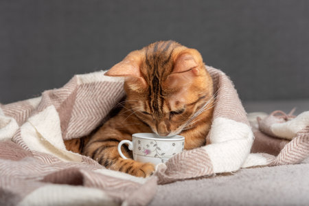 Domestic cat holds a cup in its paws and looks inside.の写真素材