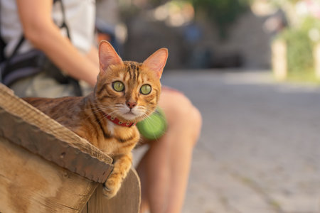 A domestic cat sits on a wooden bench next to its owner.の写真素材