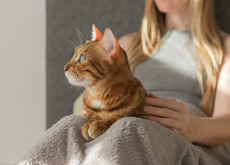 The domestic cat is located on the lap of its owner, sitting on the bed.の写真素材