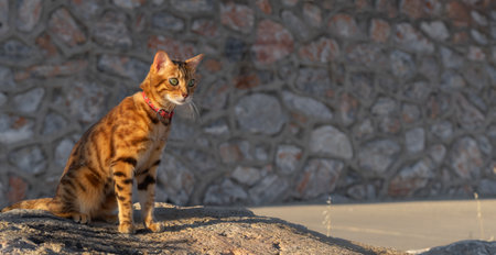 A domestic cat sits on a stone against the background of a wall and is watching someone intentionly.の写真素材