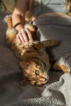 Bengal cat lies in bed with its owner. The cat lies on its back. The girl strokes the cat's belly.の写真素材