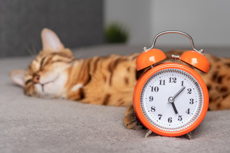 The domestic cat sleeps next to the alarm clock. Selective focus on the alarm clock.の写真素材