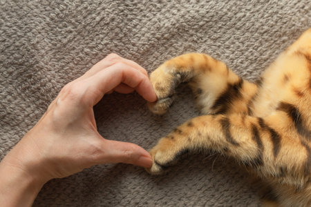 The hand of the girl and the paws of the cat form a symbol of the heart. Love for pets.の写真素材
