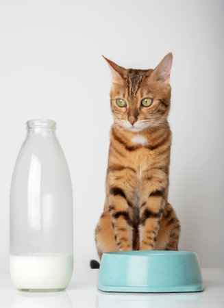 Domestic cat next to a bowl and a bottle of milk. pet feeding.の写真素材