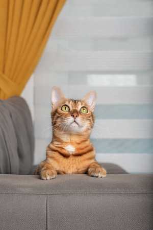 Domestic cat sitting on the sofa in the living room.の写真素材
