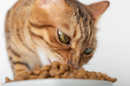 Domestic cat eats dry food. Close-up of a cat's muzzle.の写真素材