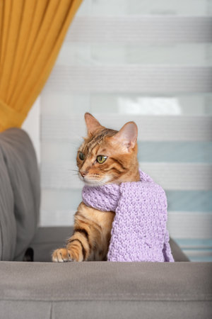 Bengal domestic cat with a knitted warm scarf.の写真素材