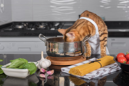 A domestic cat in a white apron looks into the pot.の写真素材