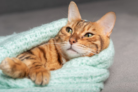 Close-up of a domestic cat lying wrapped in a sweater.