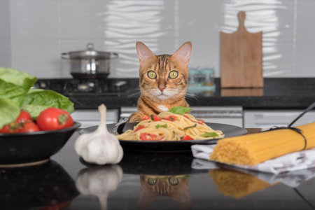 A domestic cat is sitting at the table, in front of the cat is a plate of cooked pasta with cherry tomatoes and basil.の写真素材