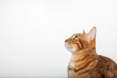 Portrait of a domestic cat looking up. white background. side view.