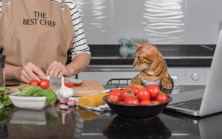 A domestic cat and her owner prepare food by looking at a recipe in a laptop.の写真素材