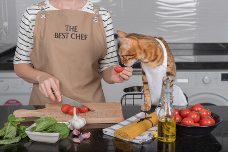 The cat and its owner in aprons cook food together in the home kitchen. The cat watches as the woman cuts the tomatoes.の写真素材