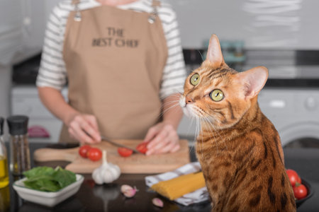 A domestic cat watches how her owner prepares food. View from the back of the cat.の写真素材