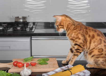 Domestic cat plays with vegetables on the kitchen table.の写真素材