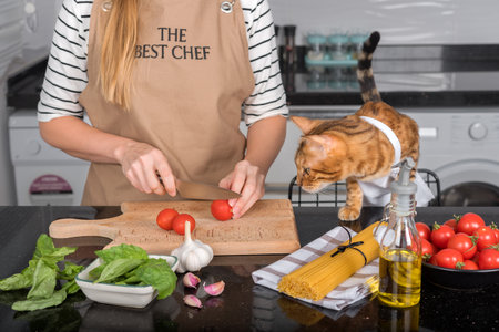 The cat and its owner in aprons cook food together in the home kitchen. The cat watches as the woman cuts the tomatoes.の写真素材