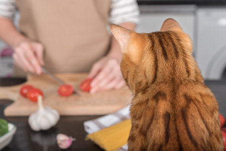 A domestic cat watches how her owner prepares food. View from the back of the cat.の写真素材
