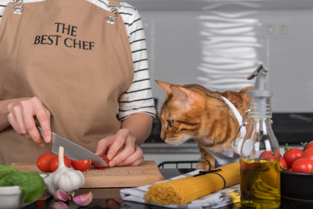 The cat and its owner in aprons cook food together in the home kitchen. The cat watches as the woman cuts the tomatoes.の写真素材