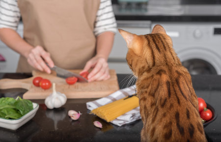 A domestic cat watches how her owner prepares food. View from the back of the cat.の写真素材