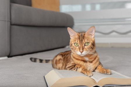 Funny cat lies on the floor with a book.の写真素材