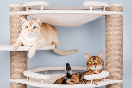 Two cute cats (Burmese and Bengal) lie together on a multi-level scratching post in a minimalist interior. A warm scene of friendship and coziness.の写真素材