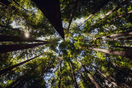 Global sky view red-barked trees forest of towering redwood trees, towering into the sky with sunlight dayの写真素材